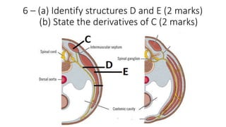 6 – (a) Identify structures D and E (2 marks)
(b) State the derivatives of C (2 marks)
 