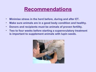 Embryo Transfer in Alpacas | PPT