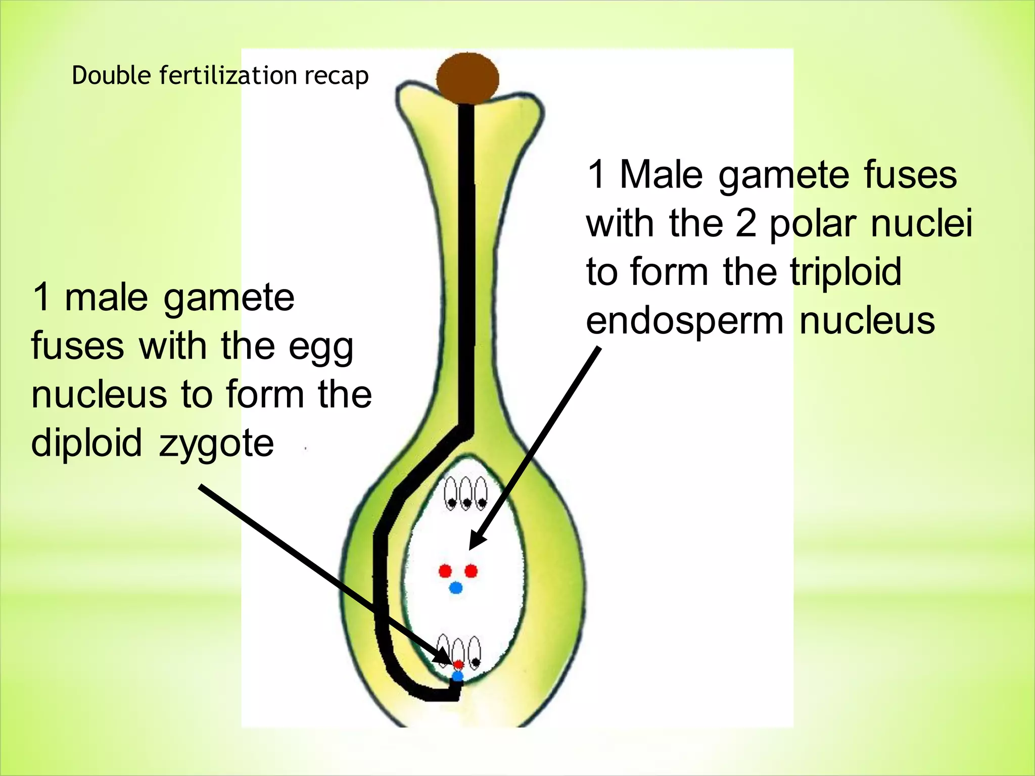 Embryology of Angiosperms | PDF