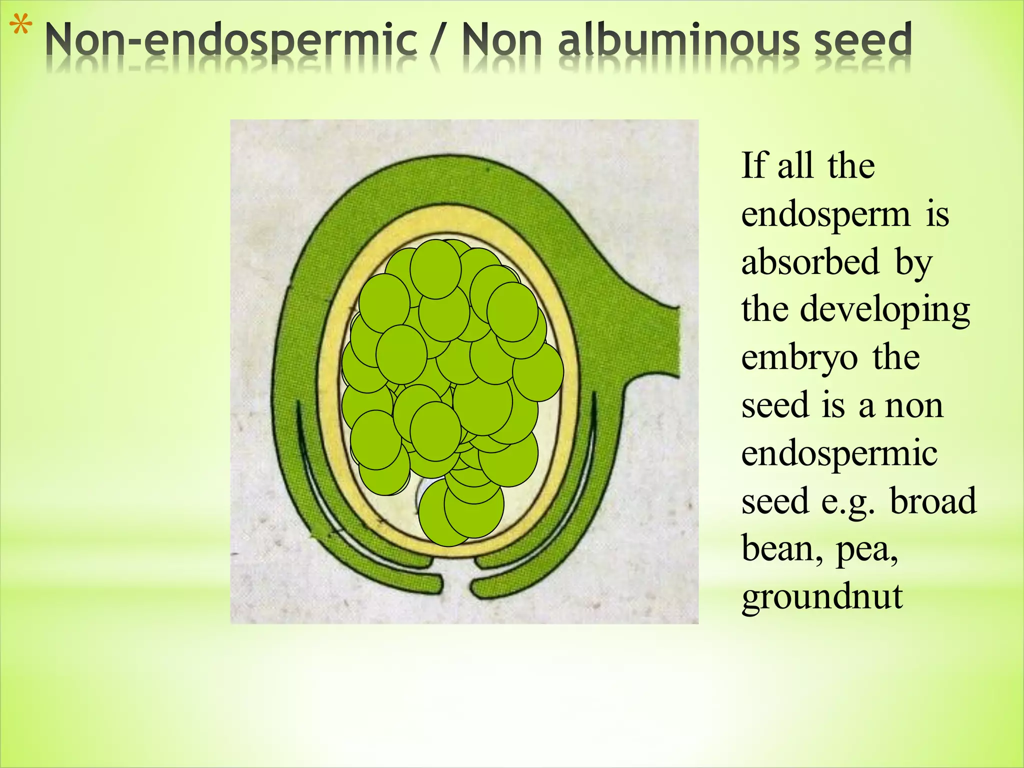 Embryology of Angiosperms | PDF