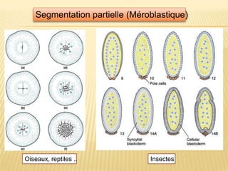 Segmentation partielle (Méroblastique)
InsectesOiseaux, reptiles ..
 