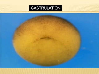 GASTRULATION
 
