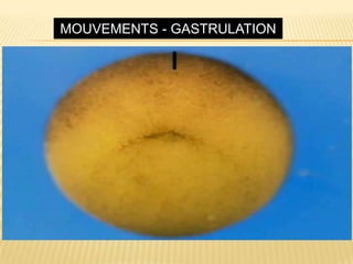 MOUVEMENTS - GASTRULATION
 