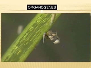 ORGANOGENES
E
 