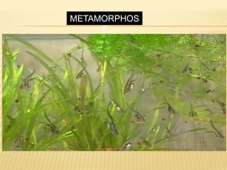 METAMORPHOS
E
 
