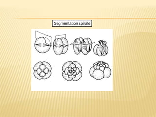 Segmentation spirale
 