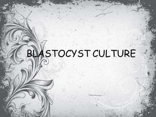 BLASTOCYST CULTURE
 