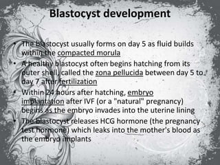 Blastocyst development
• The blastocyst usually forms on day 5 as fluid builds
within the compacted morula
• A healthy blastocyst often begins hatching from its
outer shell, called the zona pellucida between day 5 to
day 7 after fertilization
• Within 24 hours after hatching, embryo
implantation after IVF (or a "natural" pregnancy)
begins as the embryo invades into the uterine lining
• The blastocyst releases HCG hormone (the pregnancy
test hormone) which leaks into the mother's blood as
the embryo implants
 