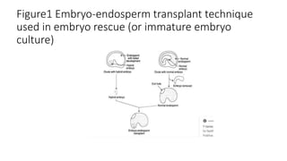 Figure1 Embryo-endosperm transplant technique
used in embryo rescue (or immature embryo
culture)
 