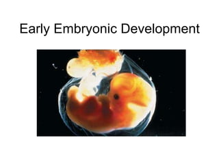 Early Embryonic Development 