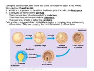 During the second week, cells in the wall of the blastocyst will begin to fold inward. Consequence of  gastrulation : A hole is now present on the side of the blastocyst – it is called the  blastopore . Cell layers are formed in the  gastrula . The innermost layer of cells is called the  endoderm . The middle layer of cells is called the  mesoderm . The outer layer of cells is called the  ectoderm . Cells are becoming specialized.  Cell  differentiation  is occuring – they are becoming differentiated.  They are changing from undifferentiated    differentiated 