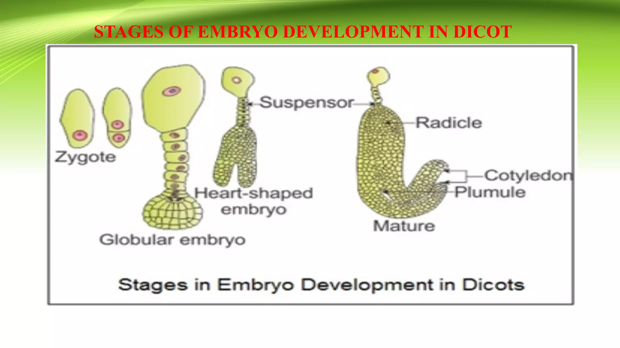 Embryo development | PDF