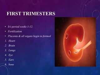 FIRST TRIMESTERS
• It’s period weeks 1-12.
• Fertilization
• Placenta & all organs begin to formed
1. Heart
2. Brain
3. Lungs
4. Eye
5. Ears
6. bone
 