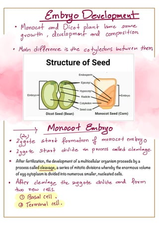 Embryo Development in Plants B.Sc. Botany Semester Students | PDF