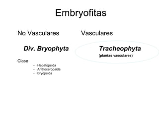 Embryofitas
No Vasculares Vasculares
Div. Bryophyta Tracheophyta
(plantas vasculares)
Clase
• Hepatopsida
• Anthoceropsida
• Bryopsida
 