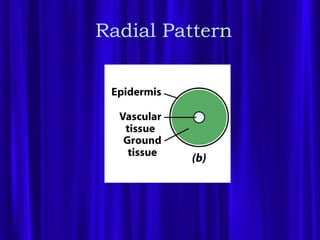 Radial Development Embryogenesis | PPT