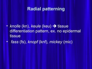 Keule Pattern Embryogenesis | PPT