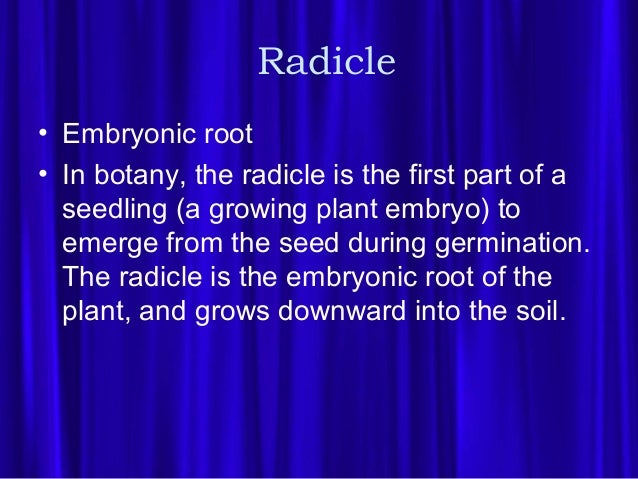 which part of the plant develops into the primary root