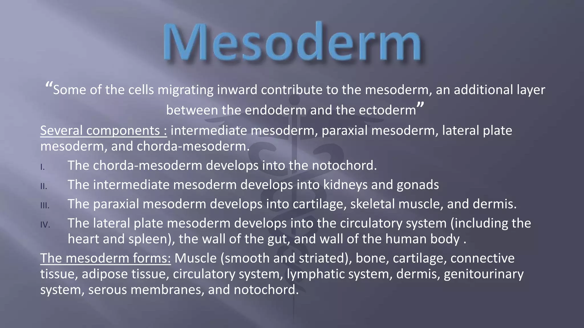 “Some of the cells migrating inward contribute to the mesoderm, an additional layer
between the endoderm and the ectoderm”
Several components : intermediate mesoderm, paraxial mesoderm, lateral plate
mesoderm, and chorda-mesoderm.
I. The chorda-mesoderm develops into the notochord.
II. The intermediate mesoderm develops into kidneys and gonads
III. The paraxial mesoderm develops into cartilage, skeletal muscle, and dermis.
IV. The lateral plate mesoderm develops into the circulatory system (including the
heart and spleen), the wall of the gut, and wall of the human body .
The mesoderm forms: Muscle (smooth and striated), bone, cartilage, connective
tissue, adipose tissue, circulatory system, lymphatic system, dermis, genitourinary
system, serous membranes, and notochord.
 