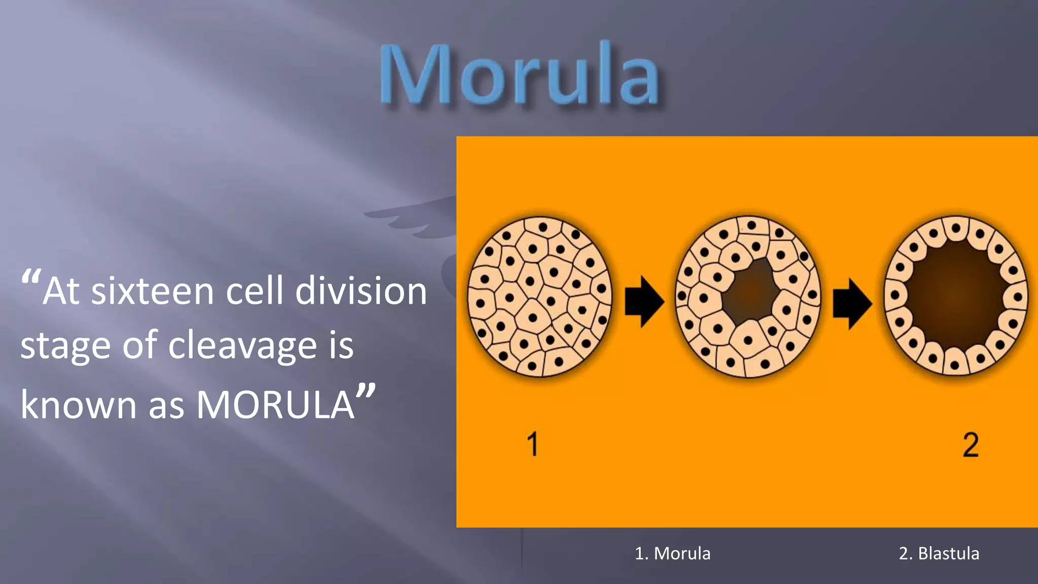 “At sixteen cell division
stage of cleavage is
known as MORULA”
1. Morula 2. Blastula
 