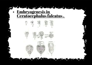 • Embryogenesis in
Ceratocephalus falcatus .
 