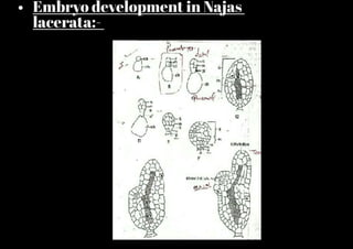 • Embryo development in Najas
lacerata:-
 