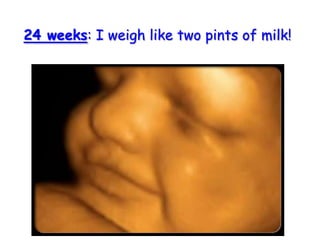 24 weeks: I weigh like two pints of milk!