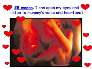 28 weeks: I can open my eyes and listen to mummy’s voice and heartbeat