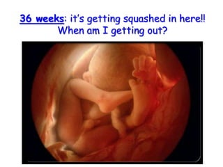 36 weeks: it’s getting squashed in here!! When am I getting out?