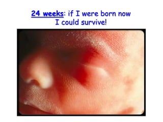 24 weeks: if I were born now I could survive!