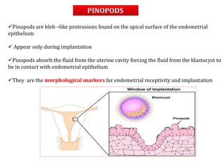 Pinopods are bleb –like protrusions found on the apical surface of the endometrial
epithelium
 Appear only during implantation
Pinopods absorb the fluid from the uterine cavity forcing the fluid from the blastocyst to
be in contact with endometrial epithelium
They are the morphological markers for endometrial receptivity and implantation
PINOPODS
 