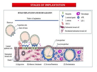 STAGES OF IMPLANTATION
 