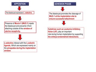 APPOSITION
The blastocyst expresses L -selectins.
Presence of Mucin-1 (MUC-1) repels
the blastocyst and prevents it from
attaching outside of the window of
uterine receptivity.
L-selectins interact with the L-selectin
ligands, Which are expressed mainly on
the pinopodes during the implantation
window.
ADHESION PHASE
The blastocyst promotes the cleavage of
MUC-1 at the implantation site to
ensure successful attachment
Cytokines such as Leukemia inhibitory
factor (LIF), play an important
role during human implantation by supporting
the embryo-endometrial interactions.
 
