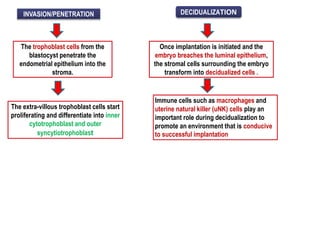 INVASION/PENETRATION
The trophoblast cells from the
blastocyst penetrate the
endometrial epithelium into the
stroma.
The extra-villous trophoblast cells start
proliferating and differentiate into inner
cytotrophoblast and outer
syncytiotrophoblast
DECIDUALIZATION
Once implantation is initiated and the
embryo breaches the luminal epithelium,
the stromal cells surrounding the embryo
transform into decidualized cells .
Immune cells such as macrophages and
uterine natural killer (uNK) cells play an
important role during decidualization to
promote an environment that is conducive
to successful implantation
 
