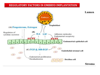 REGULATORY FACTORS IN EMBRYO IMPLANTATION
 