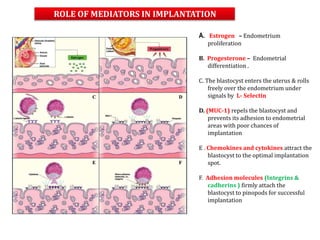 A. Estrogen – Endometrium
proliferation
B. Progesterone – Endometrial
differentiation .
C. The blastocyst enters the uterus & rolls
freely over the endometrium under
signals by L- Selectin
D. (MUC-1) repels the blastocyst and
prevents its adhesion to endometrial
areas with poor chances of
implantation
E . Chemokines and cytokines attract the
blastocyst to the optimal implantation
spot.
F. Adhesion molecules (Integrins &
cadherins ) firmly attach the
blastocyst to pinopods for successful
implantation
ROLE OF MEDIATORS IN IMPLANTATION
 