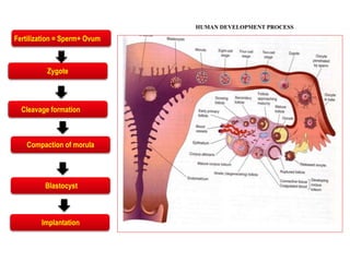 Fertilization = Sperm+ Ovum
Zygote
Compaction of morula
Cleavage formation
Blastocyst
Implantation
HUMAN DEVELOPMENT PROCESS
 