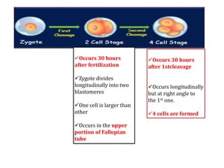 Occurs 30 hours
after fertilization
Zygote divides
longitudinally into two
blastomeres
One cell is larger than
other
Occurs in the upper
portion of Fallopian
tube
Occurs 30 hours
after 1stcleavage
Occurs longitudinally
but at right angle to
the 1st one.
4 cells are formed
 