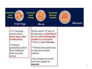 Name 6
3rd cleavage
occurs about
three days after
fertilization
Embryo
gradually pushed
from Fallopian
tube towards
uterus
At the end of 4th day of
fertilization, solid ball of
16-32 cells looking like
mulberry is formed
This is called Morula
Till this Zona pellucida
is retained around
embryo
No change in overall
size from zygote to
morula
 