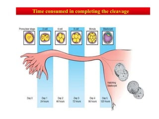 Time consumed in completing the cleavage
 