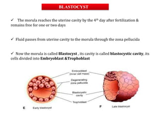 BLASTOCYST
 The morula reaches the uterine cavity by the 4th day after fertilization &
remains free for one or two days
 Fluid passes from uterine cavity to the morula through the zona pellucida
 Now the morula is called Blastocyst , its cavity is called blastocystic cavity, its
cells divided into Embryoblast &Trophoblast
 