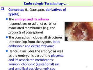 Conceptus Structures Comprehensive Overview of Human Embryology: Development, Terminology ...