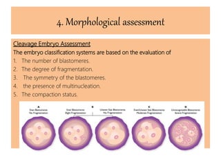 4. Morphological assessment
Cleavage Embryo Assessment
The embryo classification systems are based on the evaluation of
1. The number of blastomeres.
2. The degree of fragmentation.
3. The symmetry of the blastomeres.
4. the presence of multinucleation.
5. The compaction status.
 