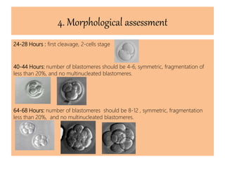 4. Morphological assessment
24-28 Hours : first cleavage, 2-cells stage
40-44 Hours: number of blastomeres should be 4-6, symmetric, fragmentation of
less than 20%, and no multinucleated blastomeres.
64-68 Hours: number of blastomeres should be 8-12 , symmetric, fragmentation
less than 20%, and no multinucleated blastomeres.
 