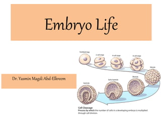 Embryo Life
Dr. Yasmin Magdi Abd-Elkreem
 