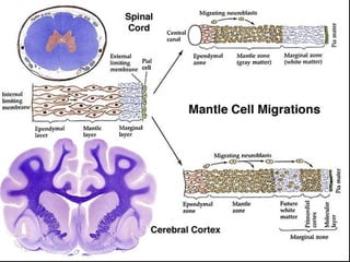 Embryological development of the nervous system and special | PPTX