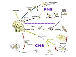 Embryological development of the nervous system and special | PPTX