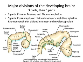 Prosencephalic Development Embryological development of the nervous system and special | PPTX