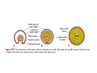 Embryological development of the nervous system and special | PPTX