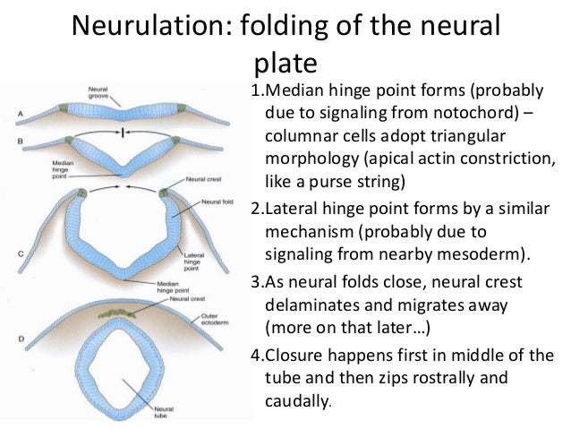 Embryological development of the nervous system and special